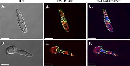 Fig. 6.