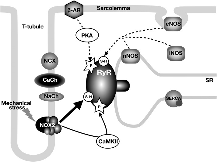 Figure 5