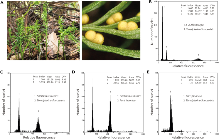 Figure 2