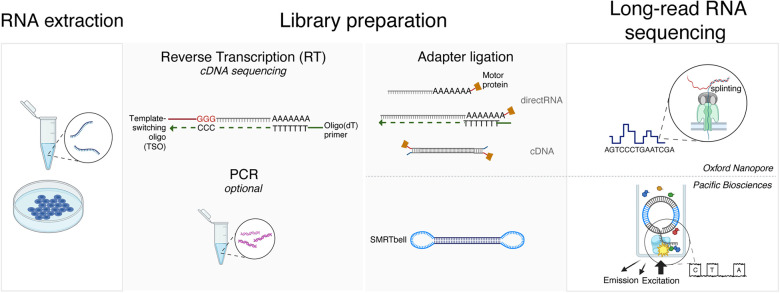 Challenges In Identifying Mrna Transcript Starts And Ends From Long 