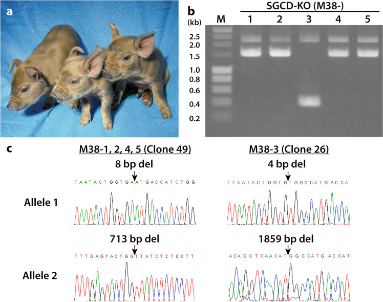 Fig. 2