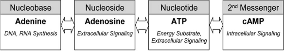 Fig. (1)