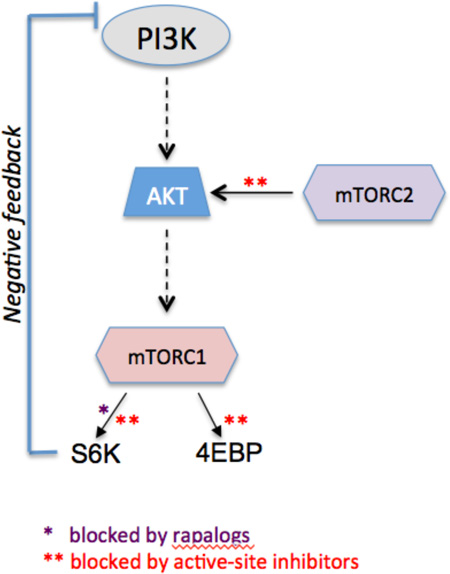 Box 3: Two distinct classes of mTOR inhibitors