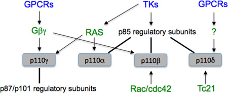 Box 1: Inputs from GTPases and tyrosine kinases to PI3K