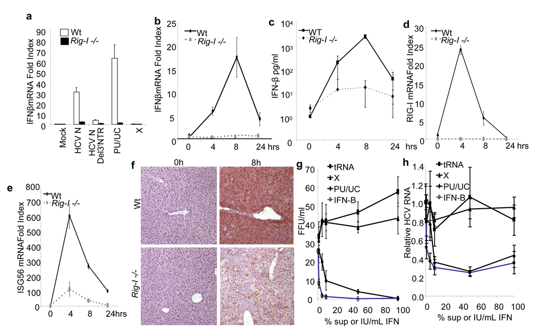 Innate immunity induced by composition-dependent RIG-I recognition of ...