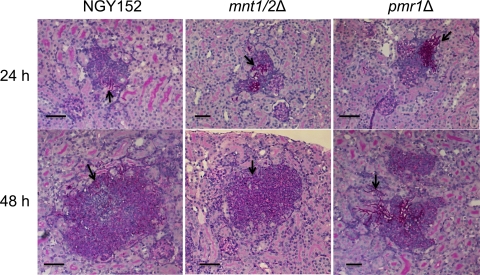 FIG. 2.