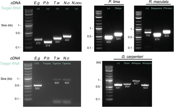 FIG 2