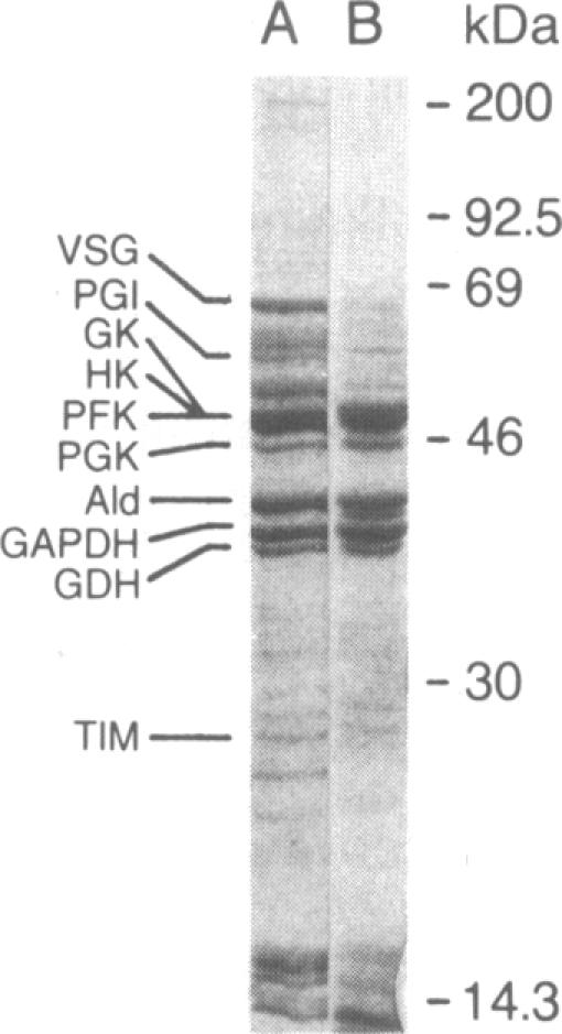 graphic file with name pnas00260-0192-b.jpg