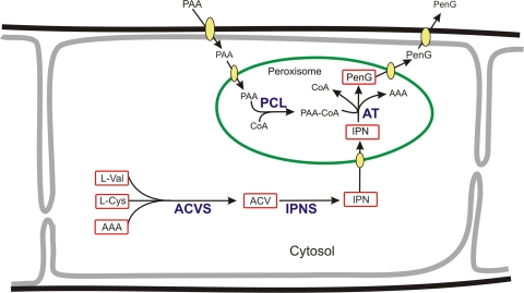 FIG. 1.