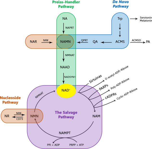 Fig. 3