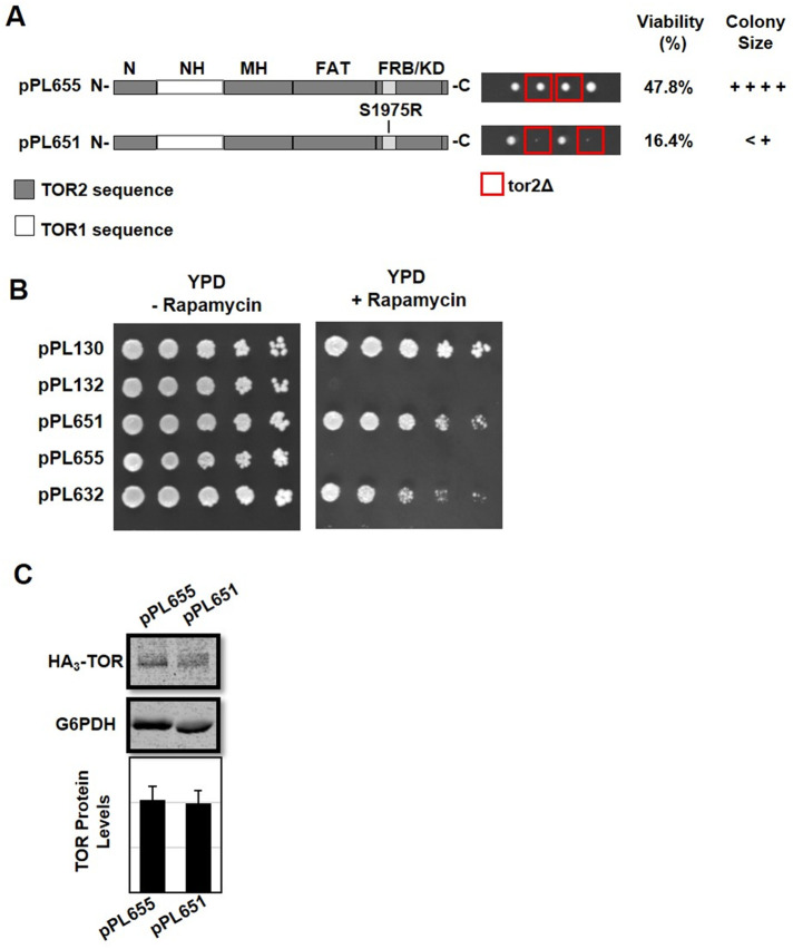 FIGURE 3: