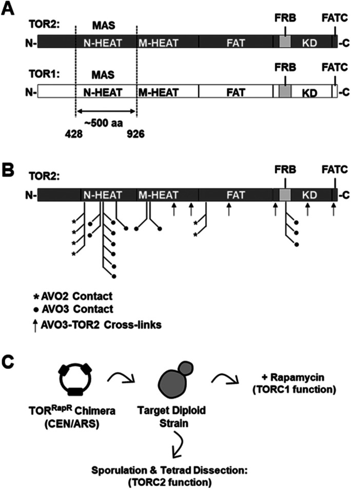 FIGURE 1: