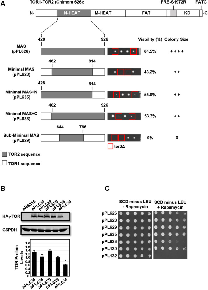 FIGURE 4: