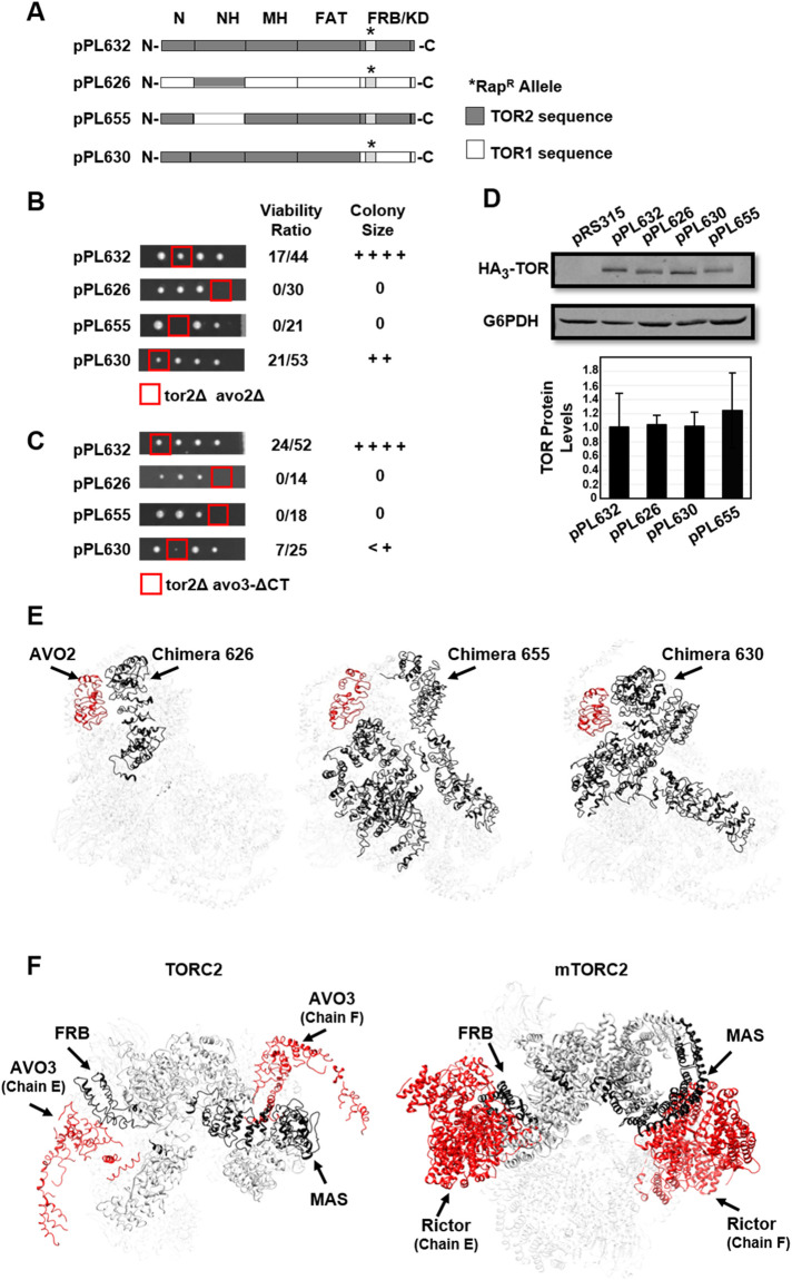 FIGURE 2: