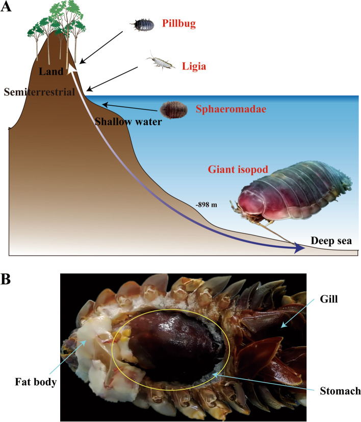 Fig. 1