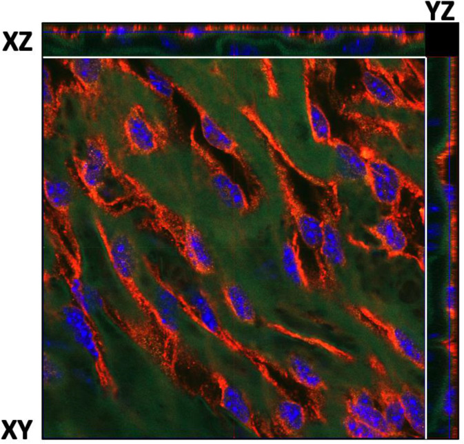 Figure 2—figure supplement 5.