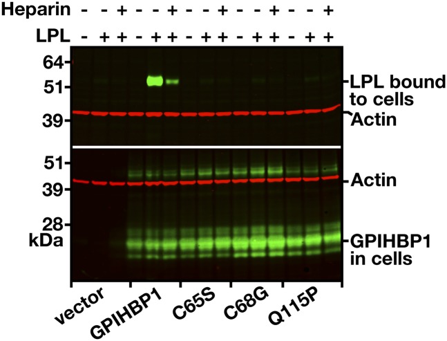 Fig. 8.