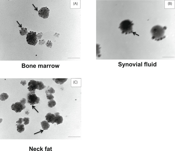 FIGURE 3