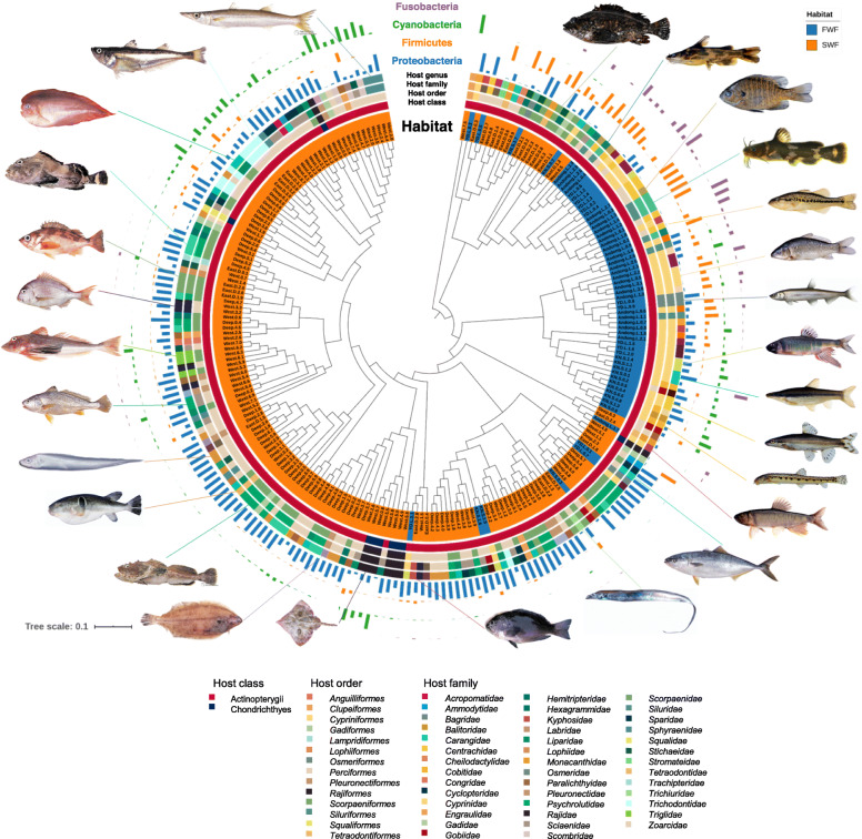 Host habitat is the major determinant of the gut microbiome of fish - PMC