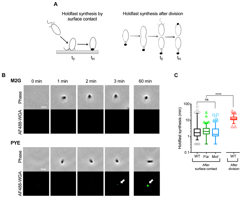 Fig. 2: