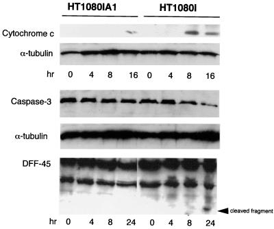 FIG. 7