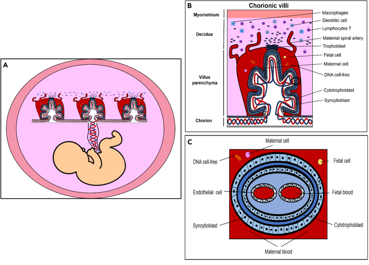 Figure 2