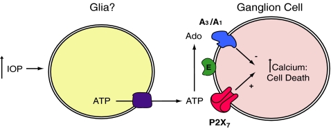 Fig. 2