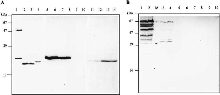 FIG. 8