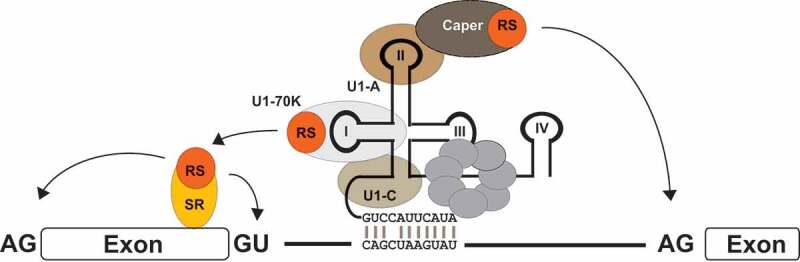 Figure 6.