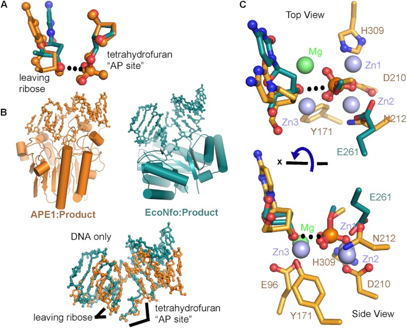 FIGURE 4.