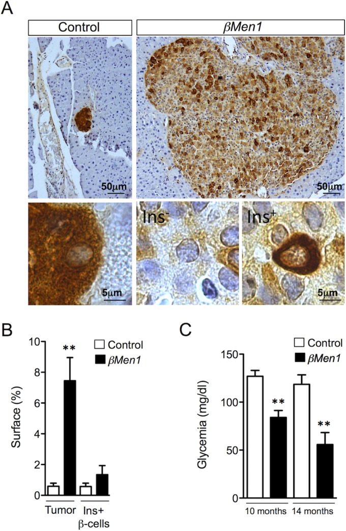 FIG 1