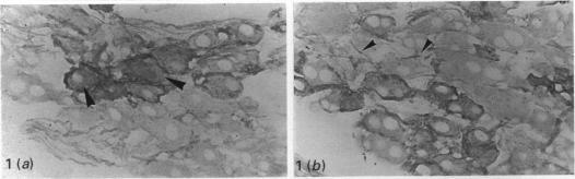 Fig. 1(a-b)