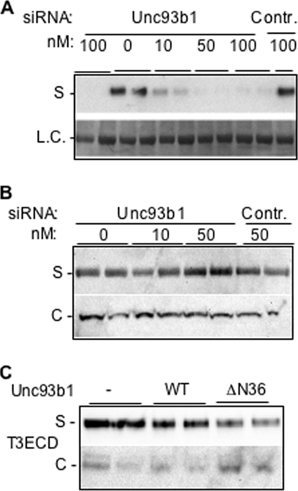 FIGURE 2.