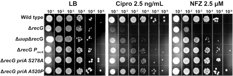 Figure 11.