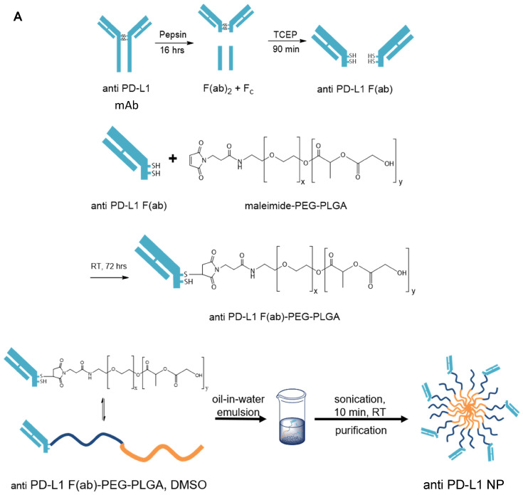 Anti-PD-L1 F(ab) Conjugated PEG-PLGA Nanoparticle Enhances Immune ...