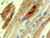 Fig. (5)