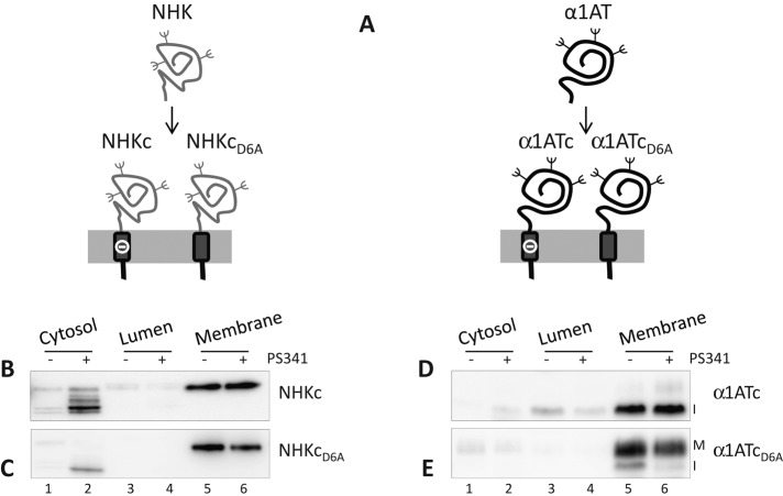 FIGURE 1: