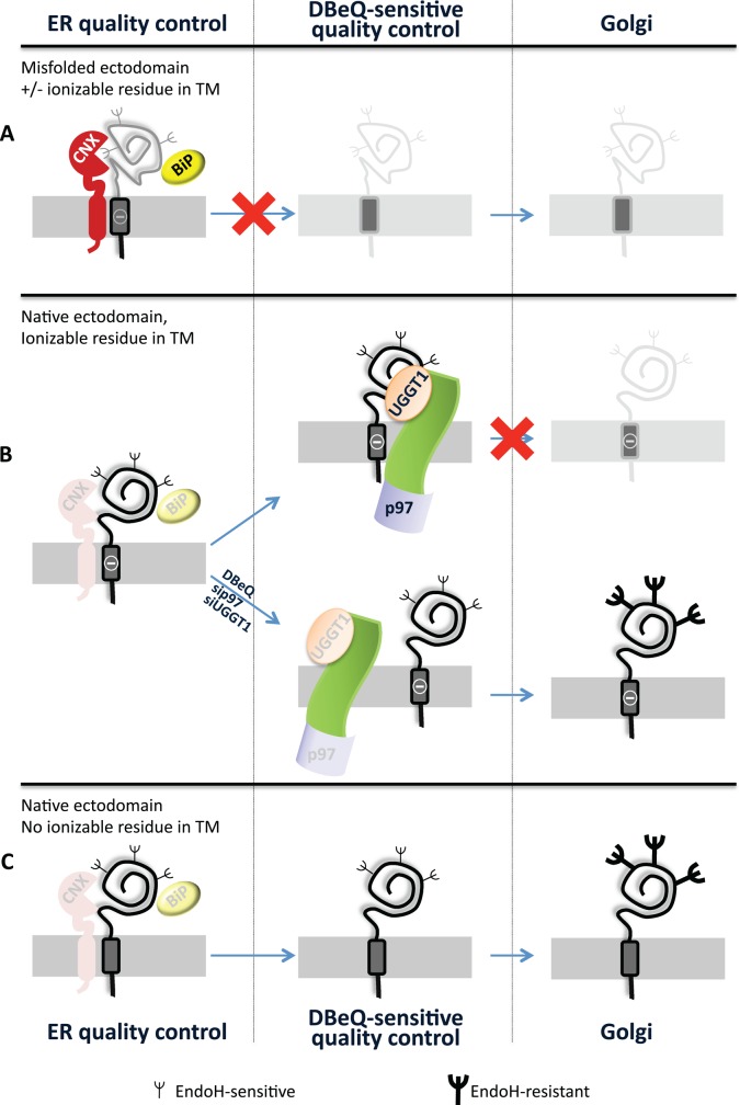 FIGURE 6: