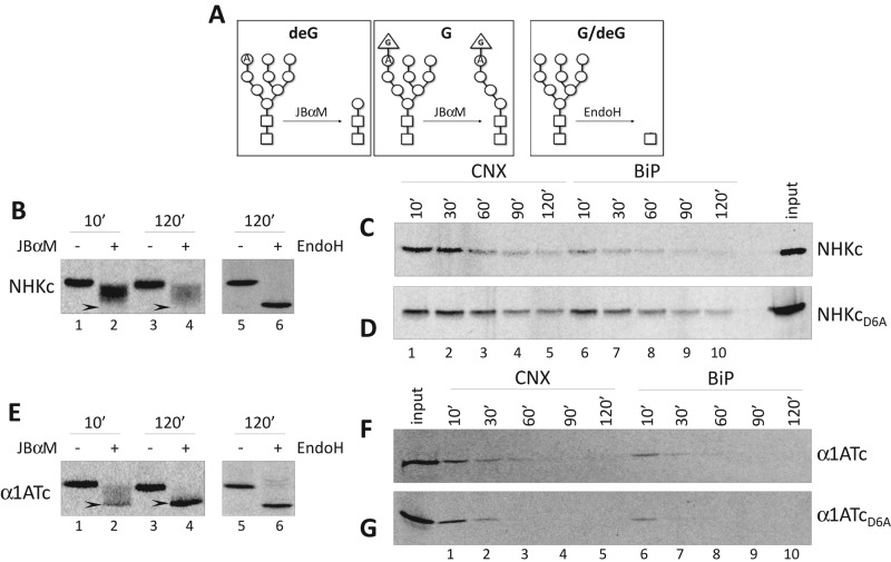 FIGURE 4: