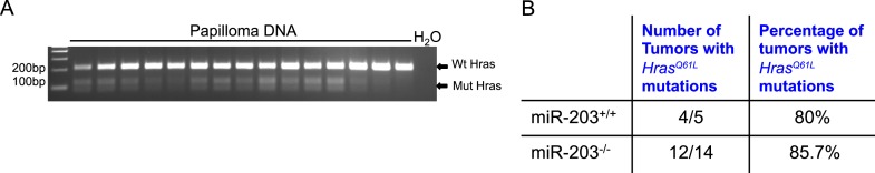 Figure 4—figure supplement 1.