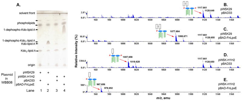 Fig. 10