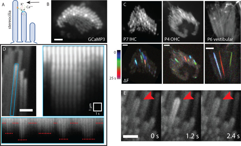 Figure 1: