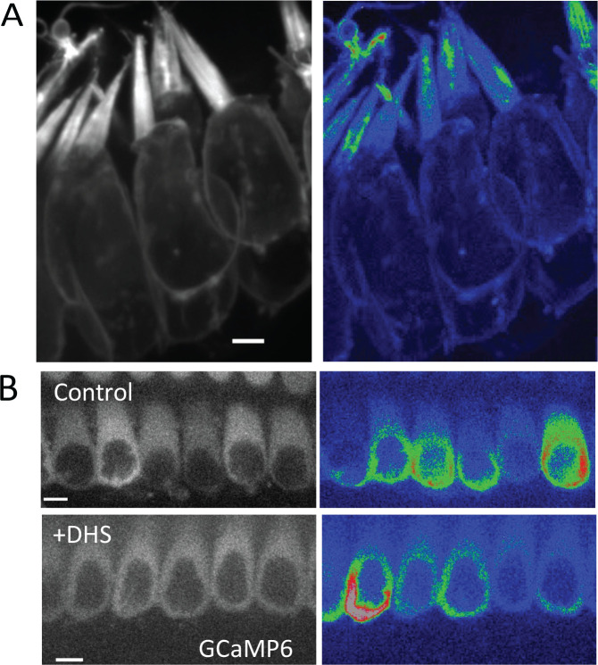 Figure 5: