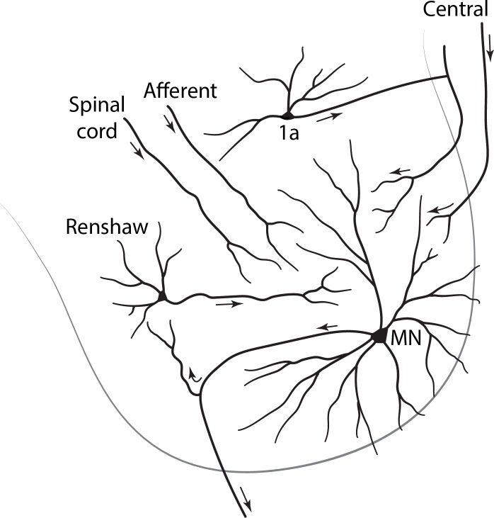 FIGURE 1