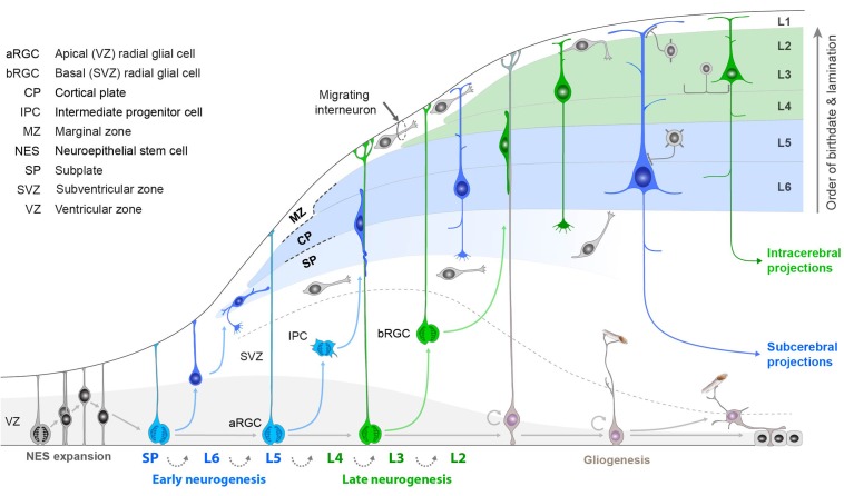 FIGURE 9