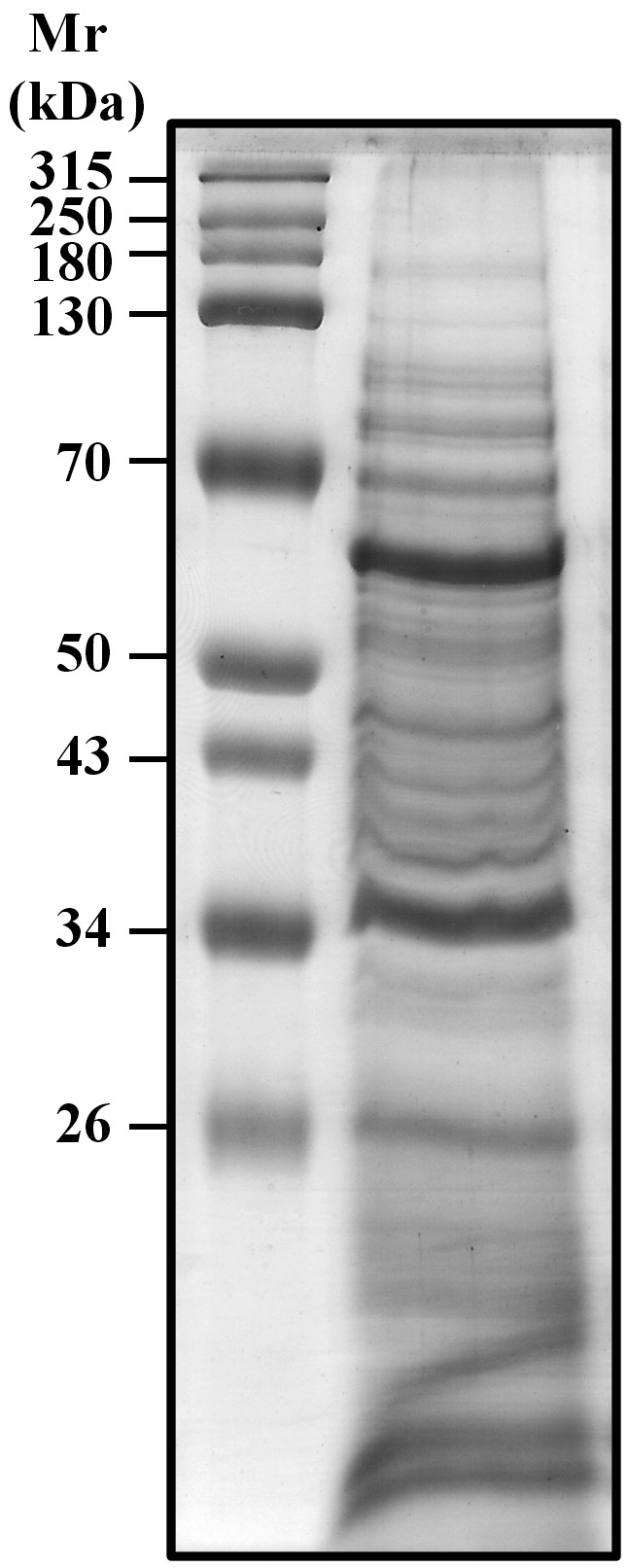 Fig. 1: