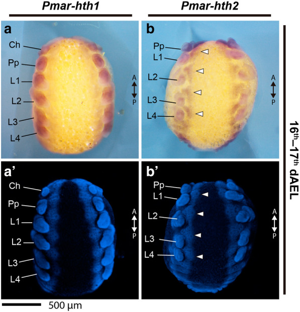 Fig. 8