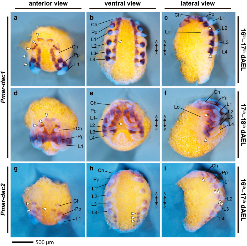 Fig. 6