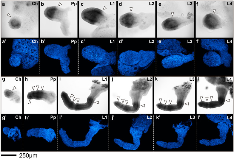 Fig. 5