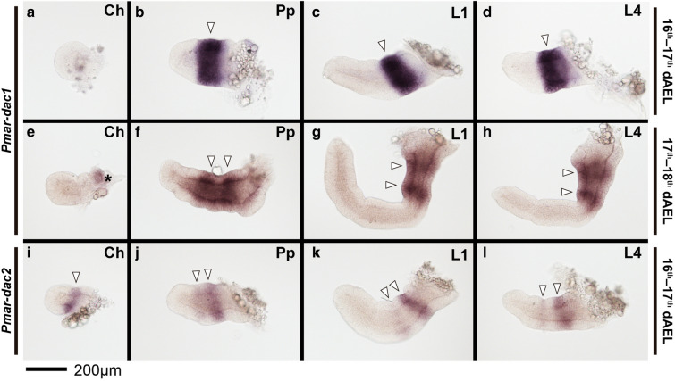 Fig. 7